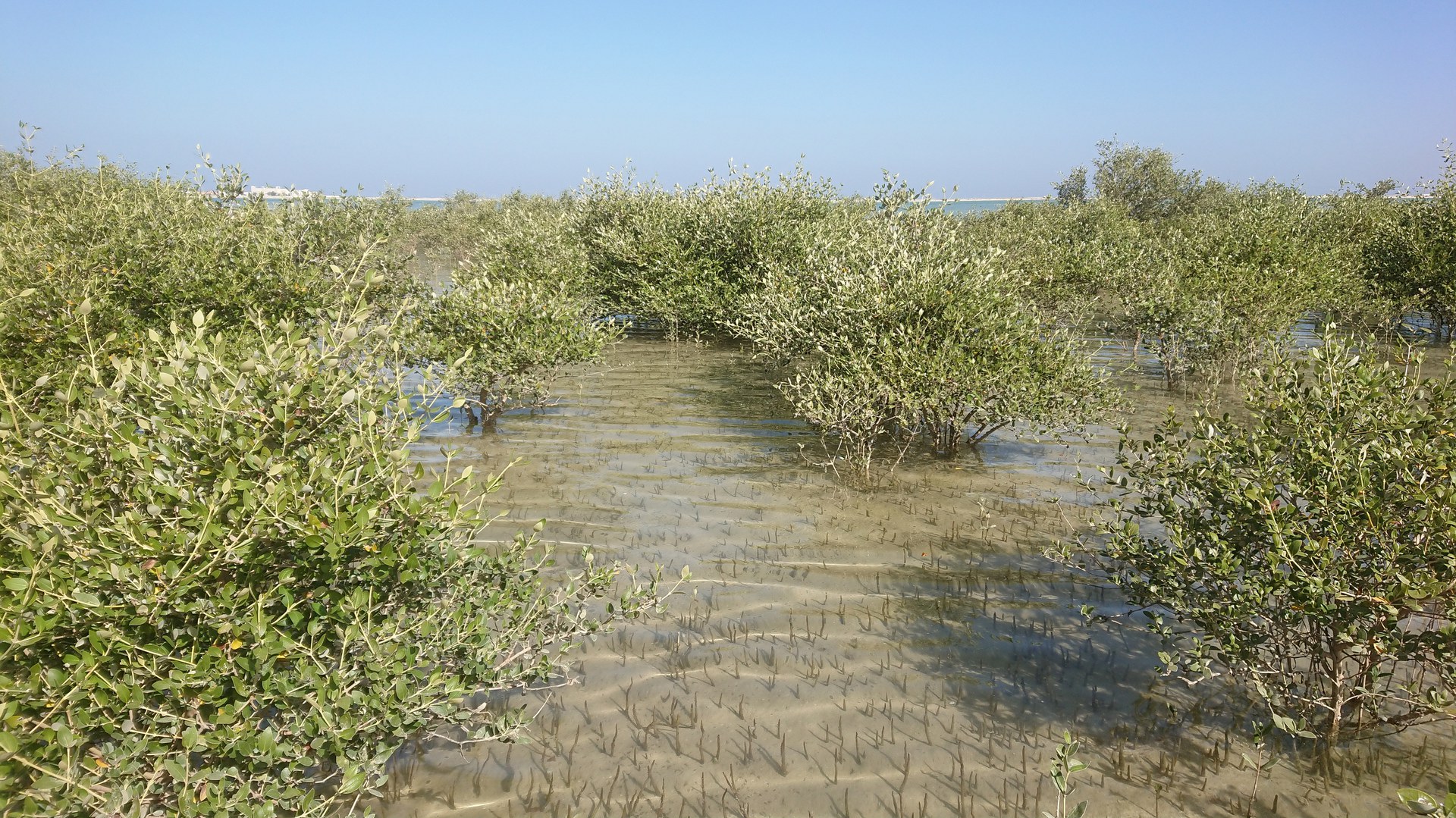 Vor 6.000 Jahren waren Mangroven