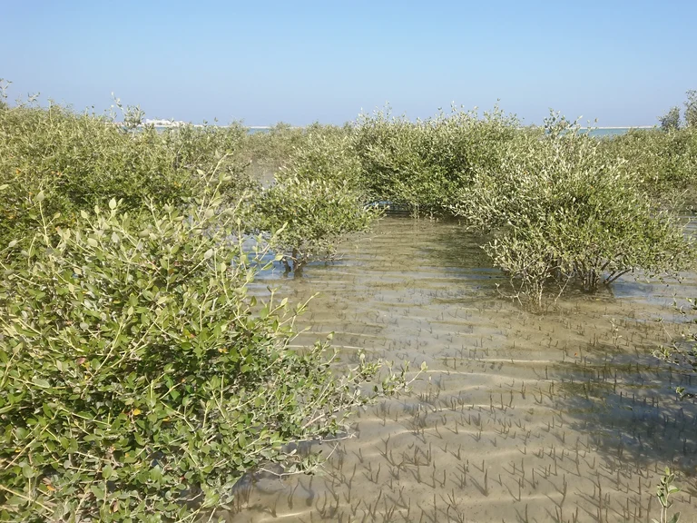 Vor 6.000 Jahren waren Mangroven