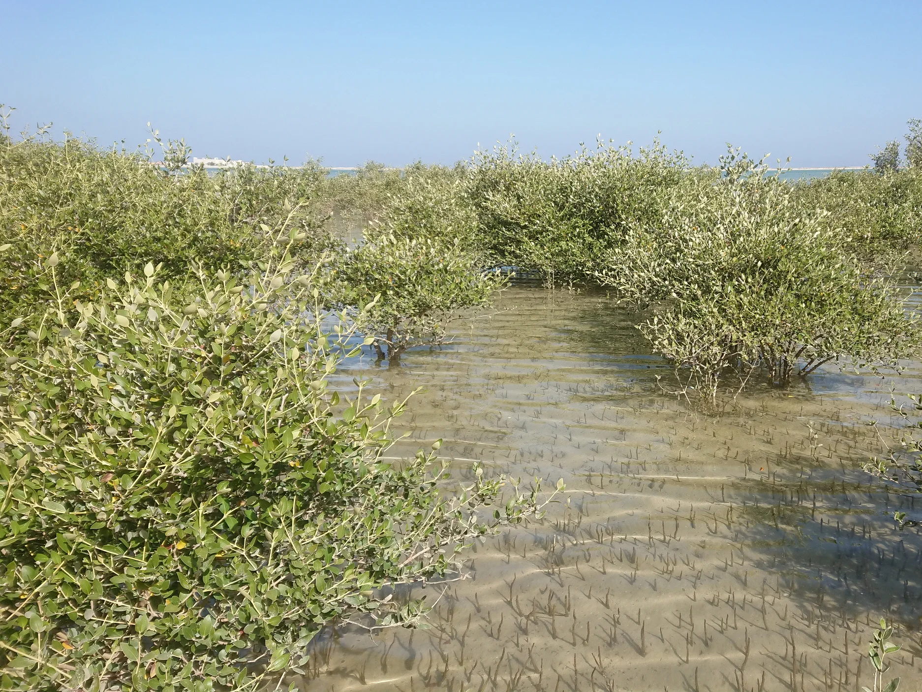 Vor 6.000 Jahren waren Mangroven