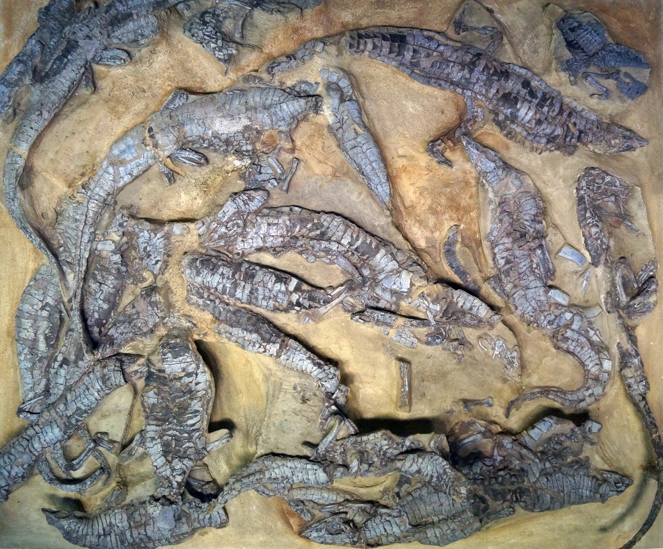 Die Ansammlung von Aetosaurus ferratus-Skeletten