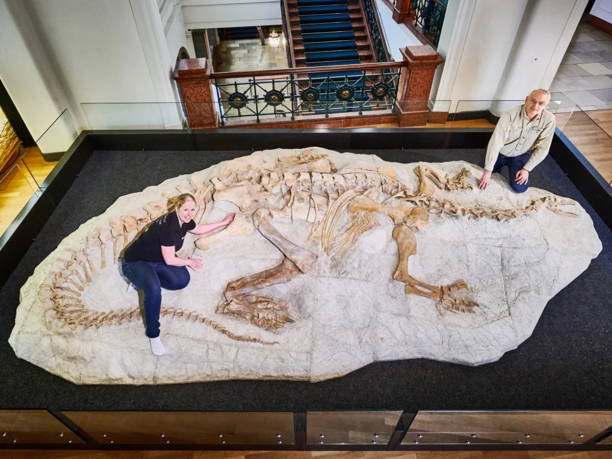 Fossil eines Plateosaurus trossingensis,