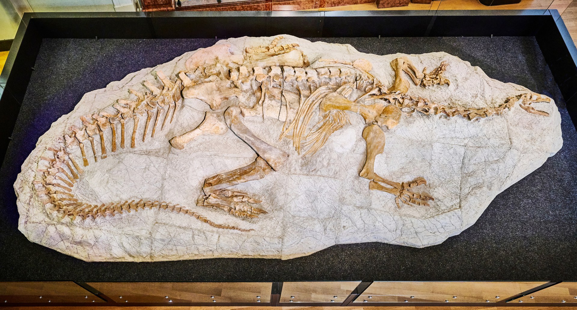 Das komplette Fossil eines Plateosaurus trossingensis,