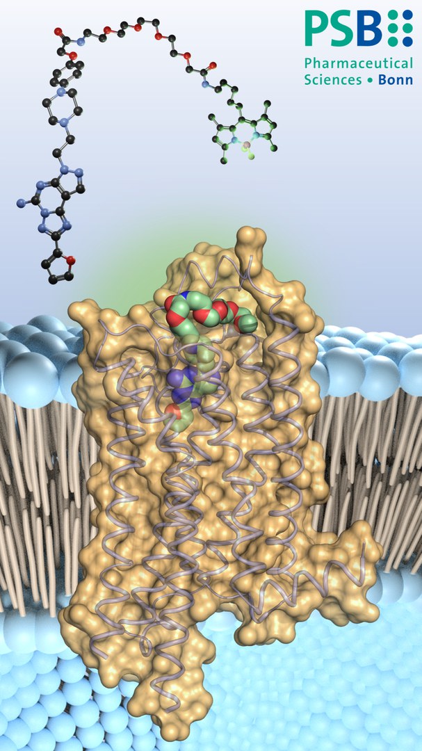 Der Adenosinrezeptor-Antagonist (farbig)