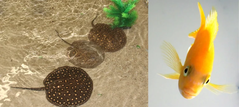 Stachelrochen (links) und Buntbarsche