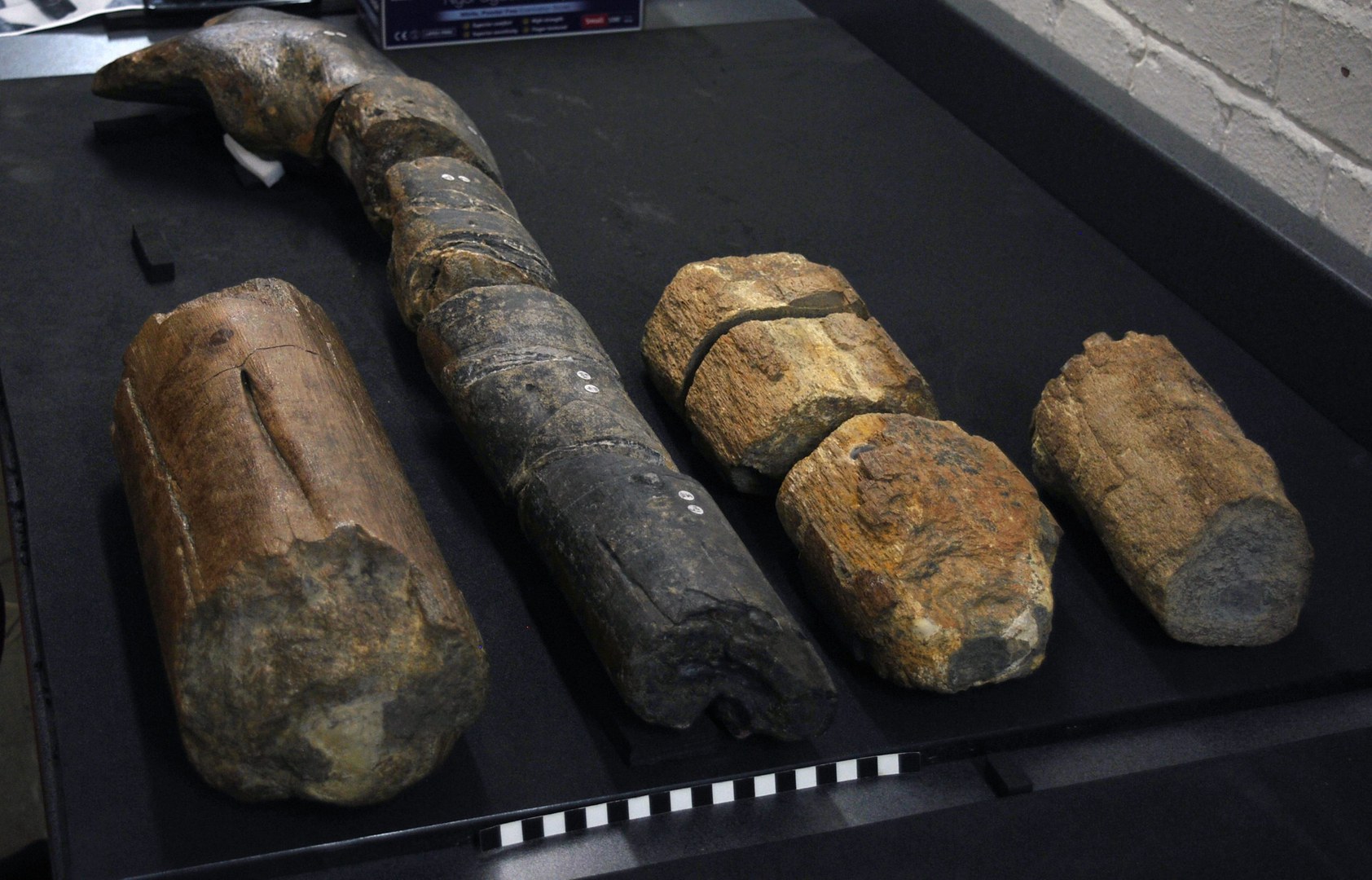 Zu welchem Tier diese fossilen Knochen gehörten, war lange unklar.
