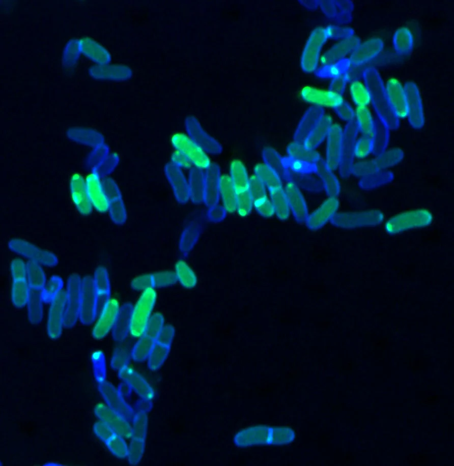 Mögliche Alternative zu Antibiotika aus Bakterien