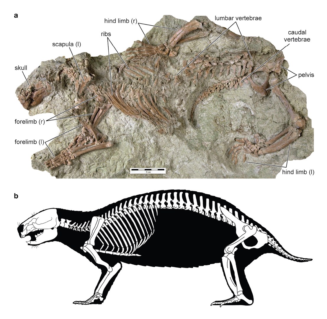 Das Fossil (oben) und die Umzeichnung des Skeletts (unten):