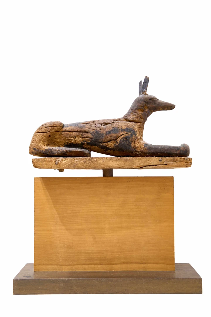 Anubis