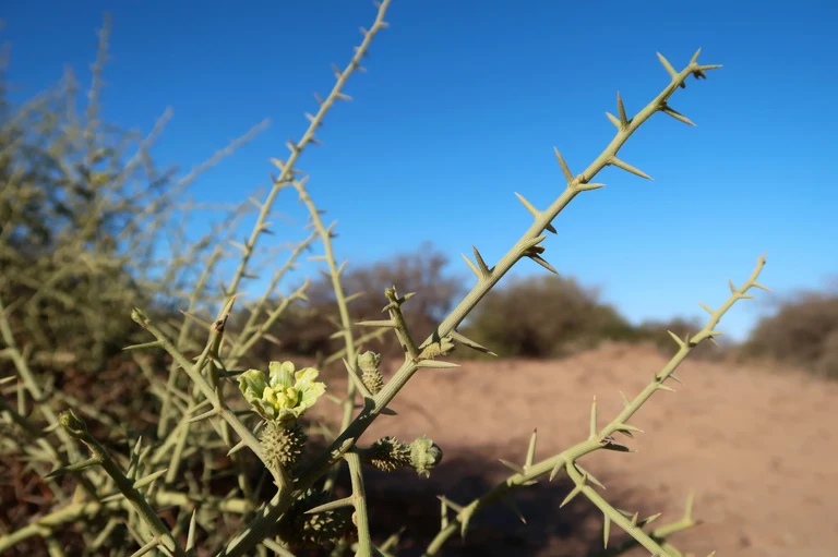 Weibliche Blüten von !nara (Acanthosicyos horridus),