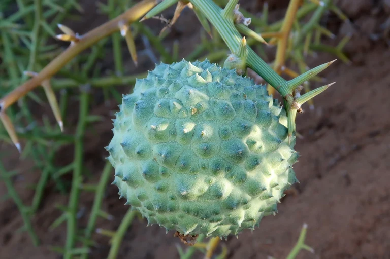 Ein stacheliges Exemplar einer Melone: