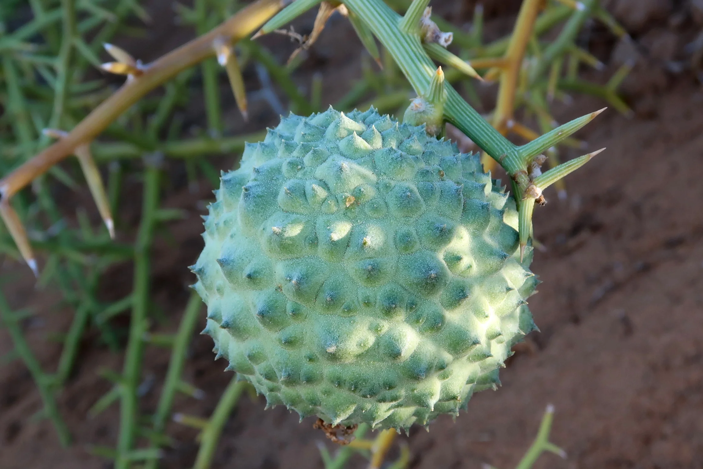 Ein stacheliges Exemplar einer Melone: