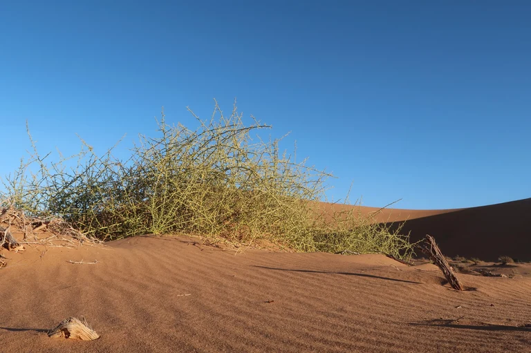 !nara (Acanthosicyos horridus),