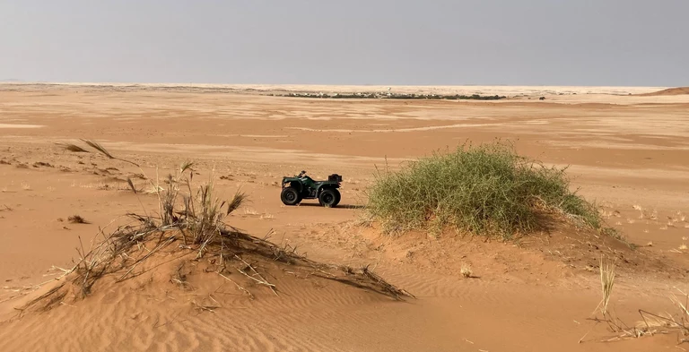 !nara (Acanthosicyos horridus) in Nachbarschaft zum Dünengras (Stipagrostis).