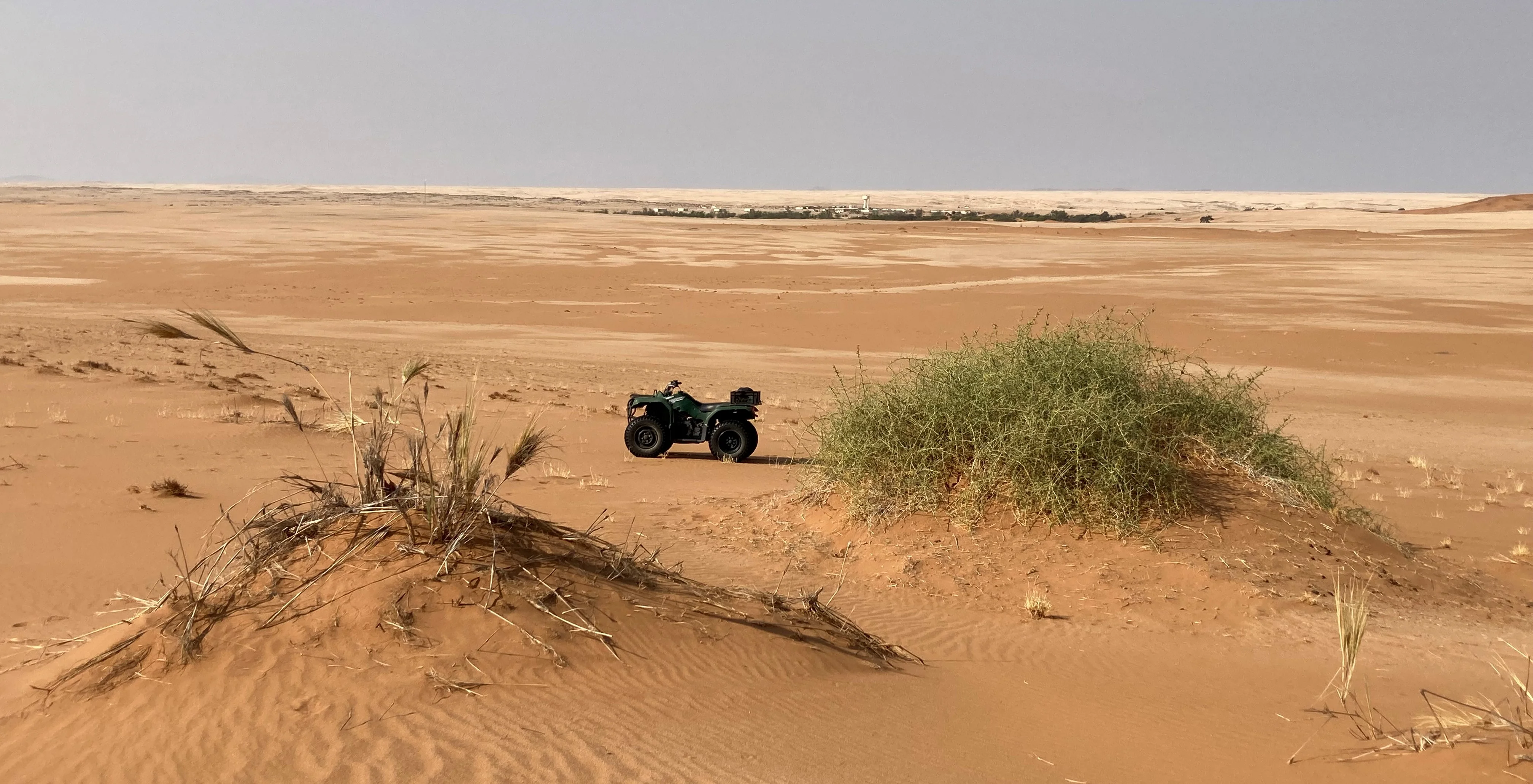 !nara (Acanthosicyos horridus) in Nachbarschaft zum Dünengras (Stipagrostis).