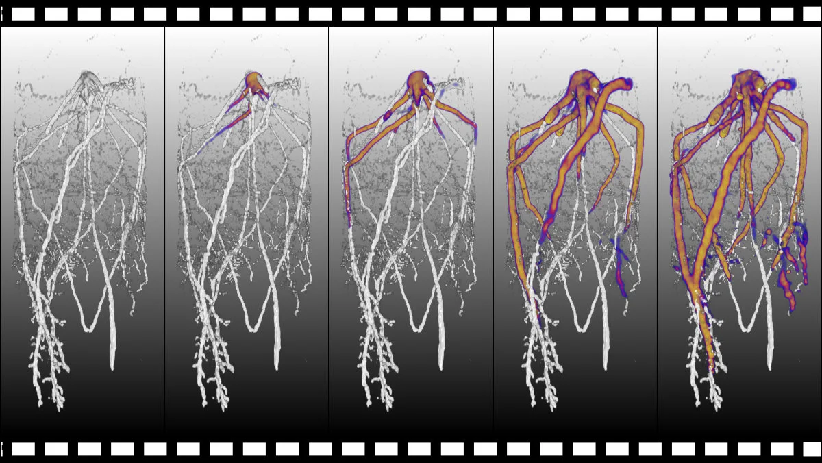 Wurzelstruktur einer drei Wochen alten, im Boden gewachsenen Maispflanze: