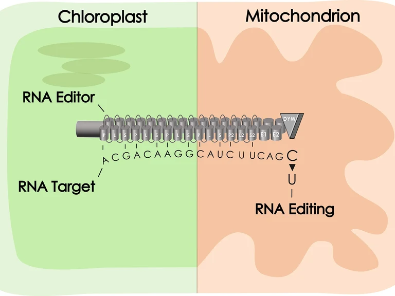Schematische Darstellung eines PPR-Proteins