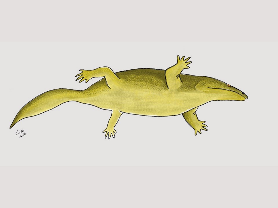 Rekonstruktion des Metoposaurus,