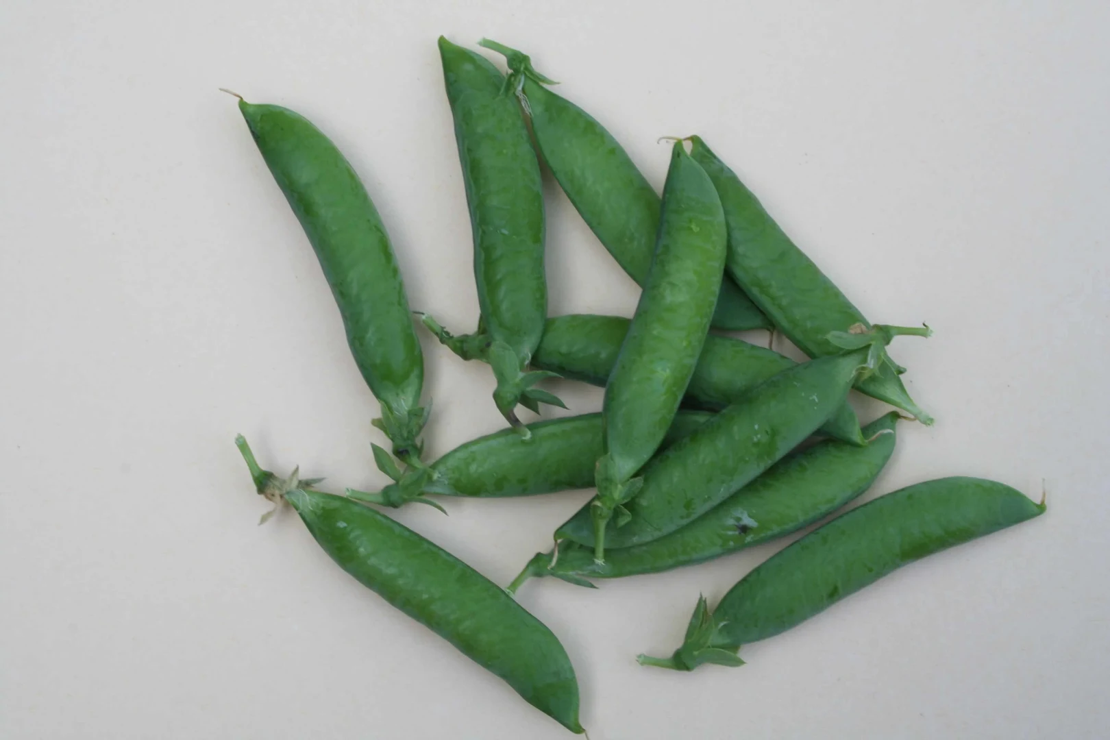 Erbsensorte "Kleine Rheinländerin"