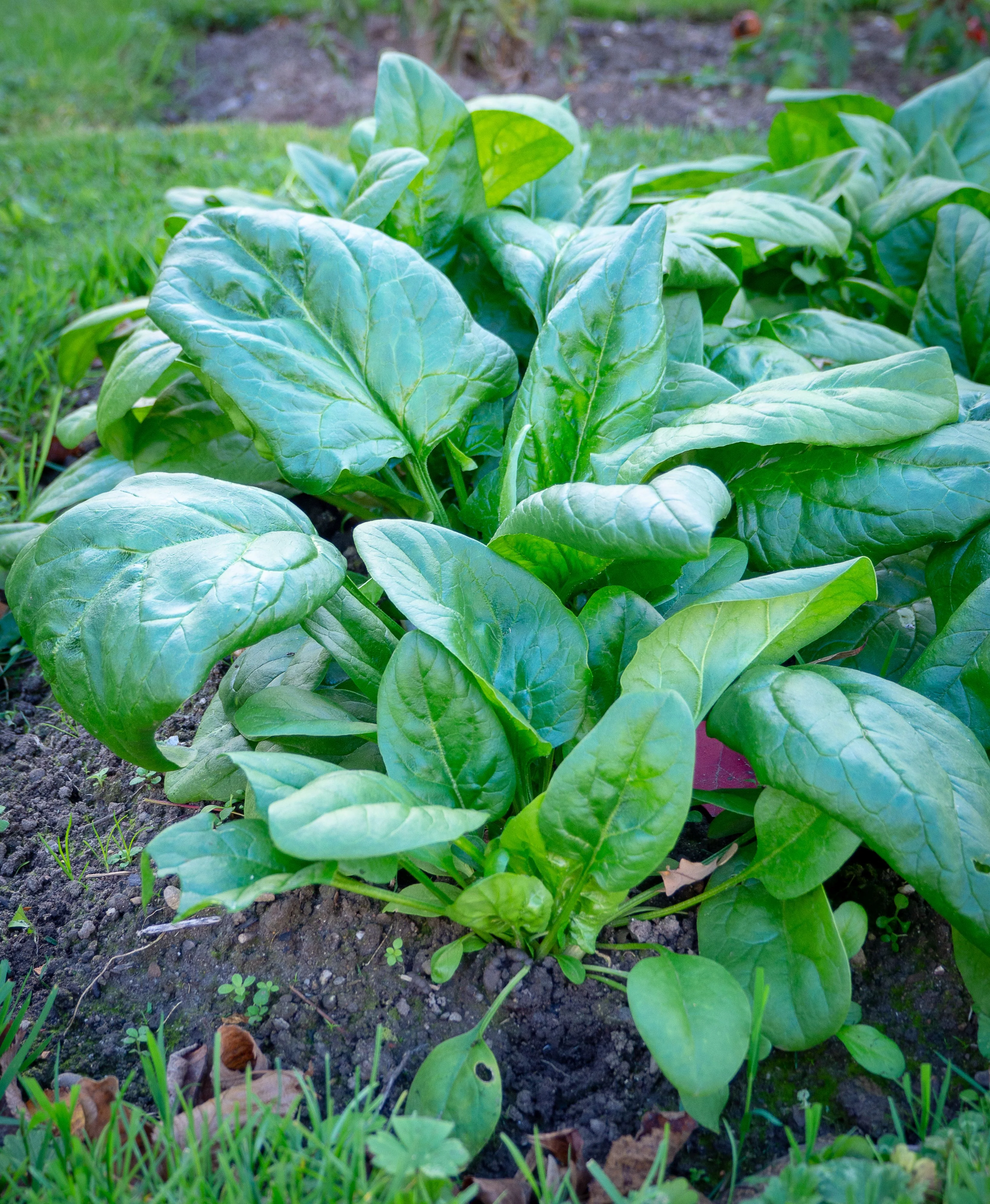 Spinat "Rheinischer Riese"