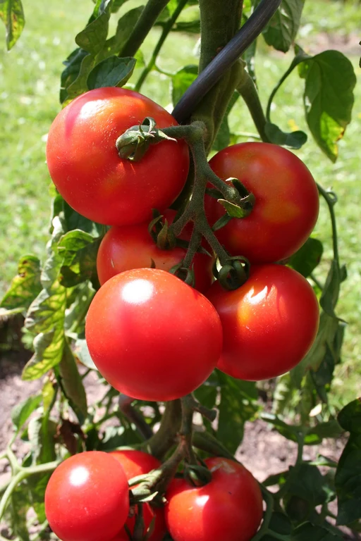 Tomate "Bonner Beste"