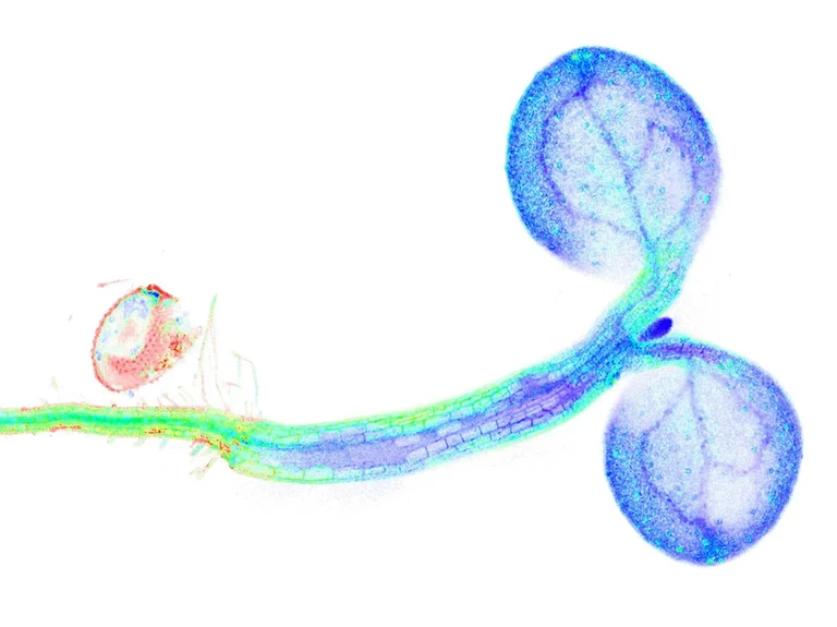 Junger Keimling der Ackerschmalwand (Arabidopsis thaliana),