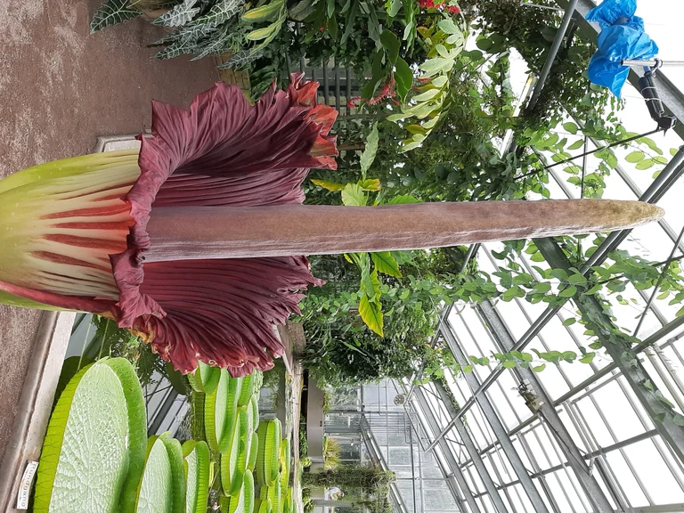 Die 28. Titanenwurzblüte