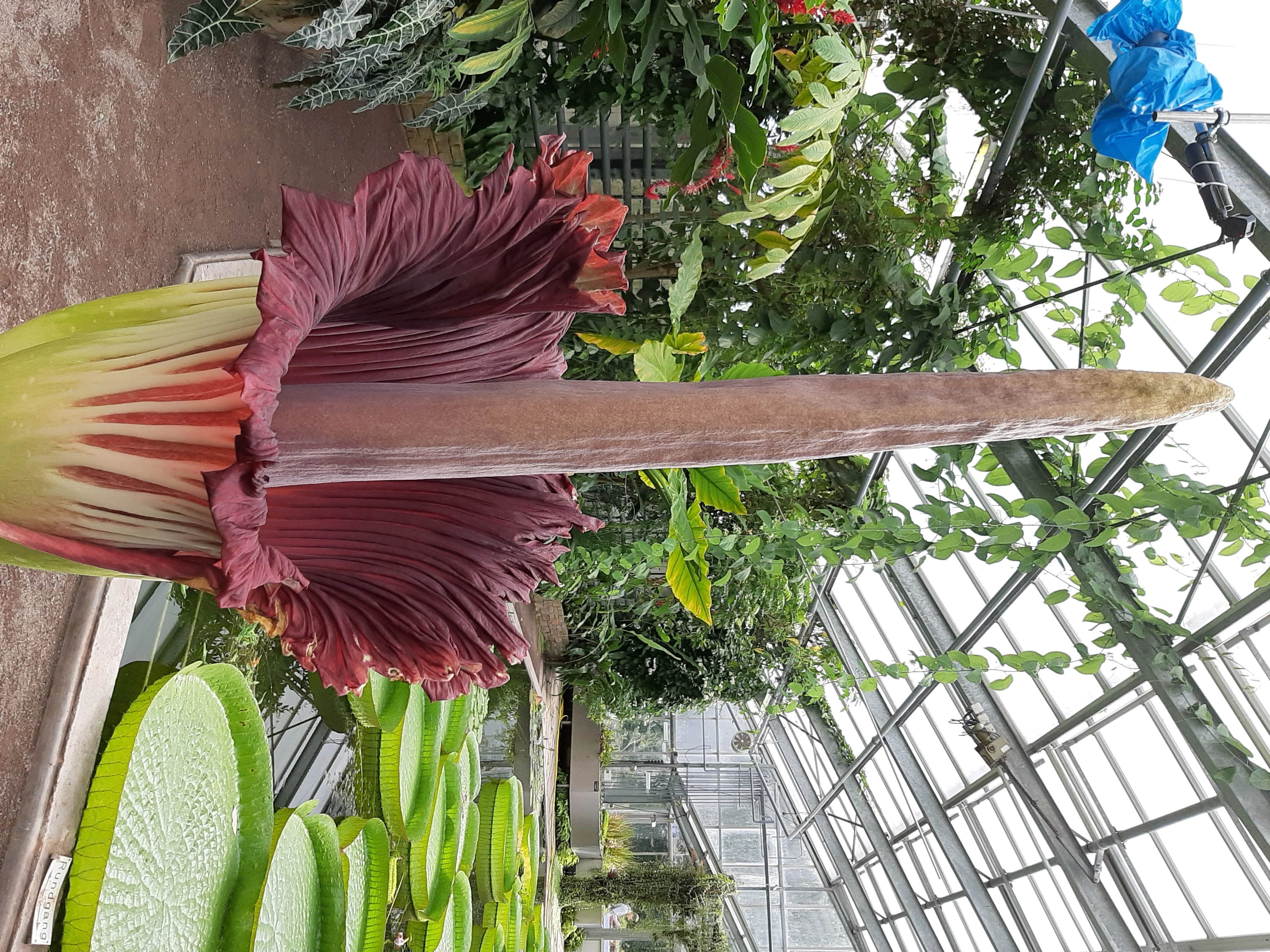 Die 28. Titanenwurzblüte