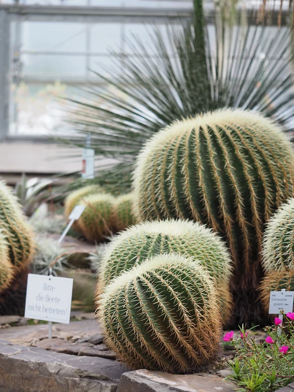Im Sukkulentenhaus....