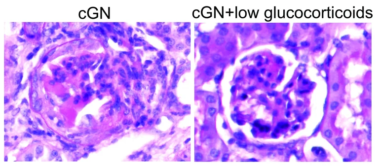 Histologische Aufnahmen
