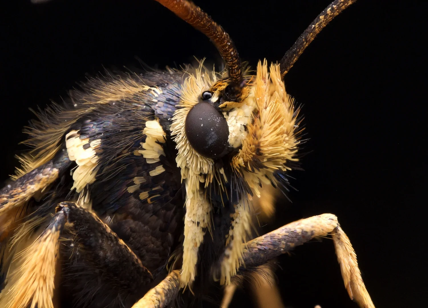 Der Hornklee-Glasflügler