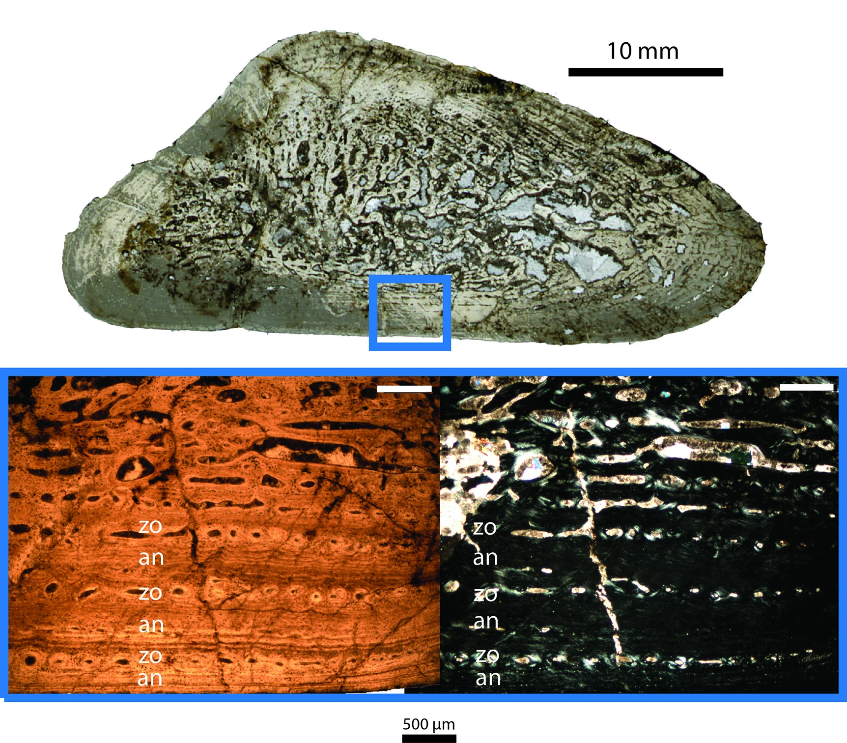 Querschnitt durch einen Oberarmknochen