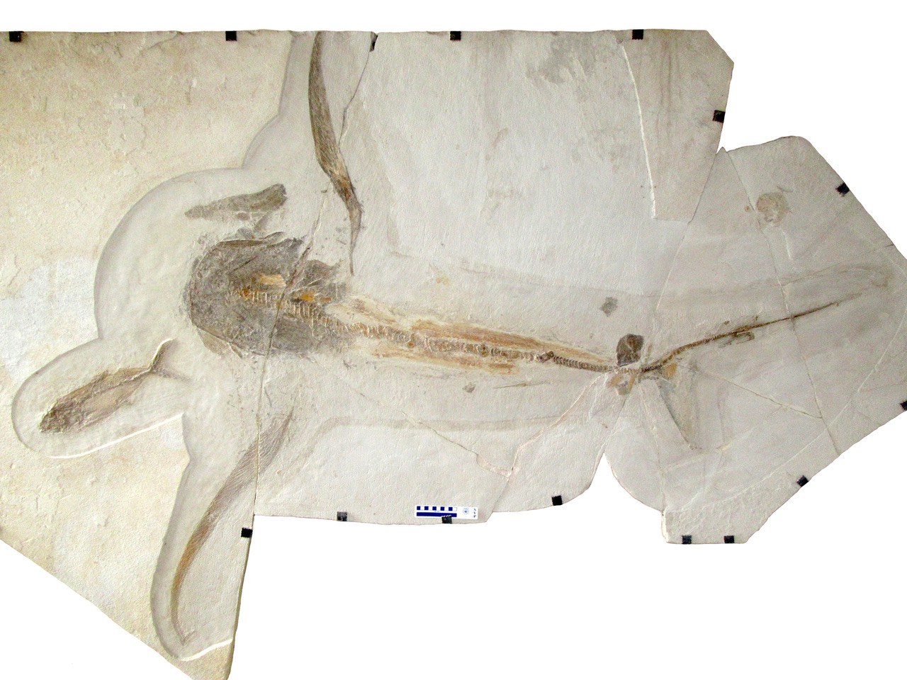 Der neu entdeckte fossile Hai Aquilolamna milarcae
