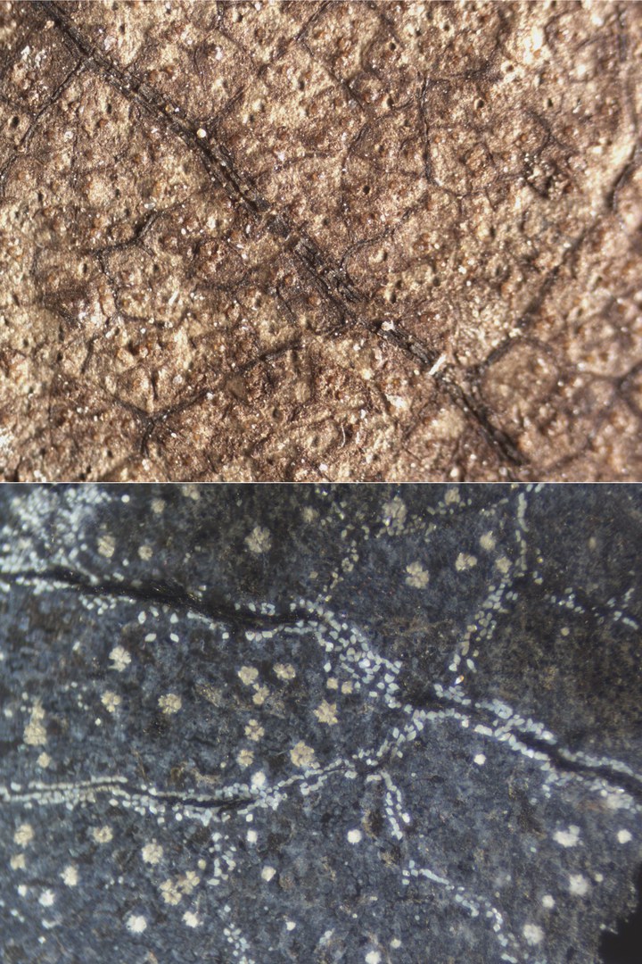 Das fossile Blatt einer Eiche (Quercus neriifolia, oben) zeigt braune rundliche Auflagerungen. Sie ähneln den Kalziumoxalat-Kristallen auf heutigen Eichenblättern (Quercus variabilis, unten).