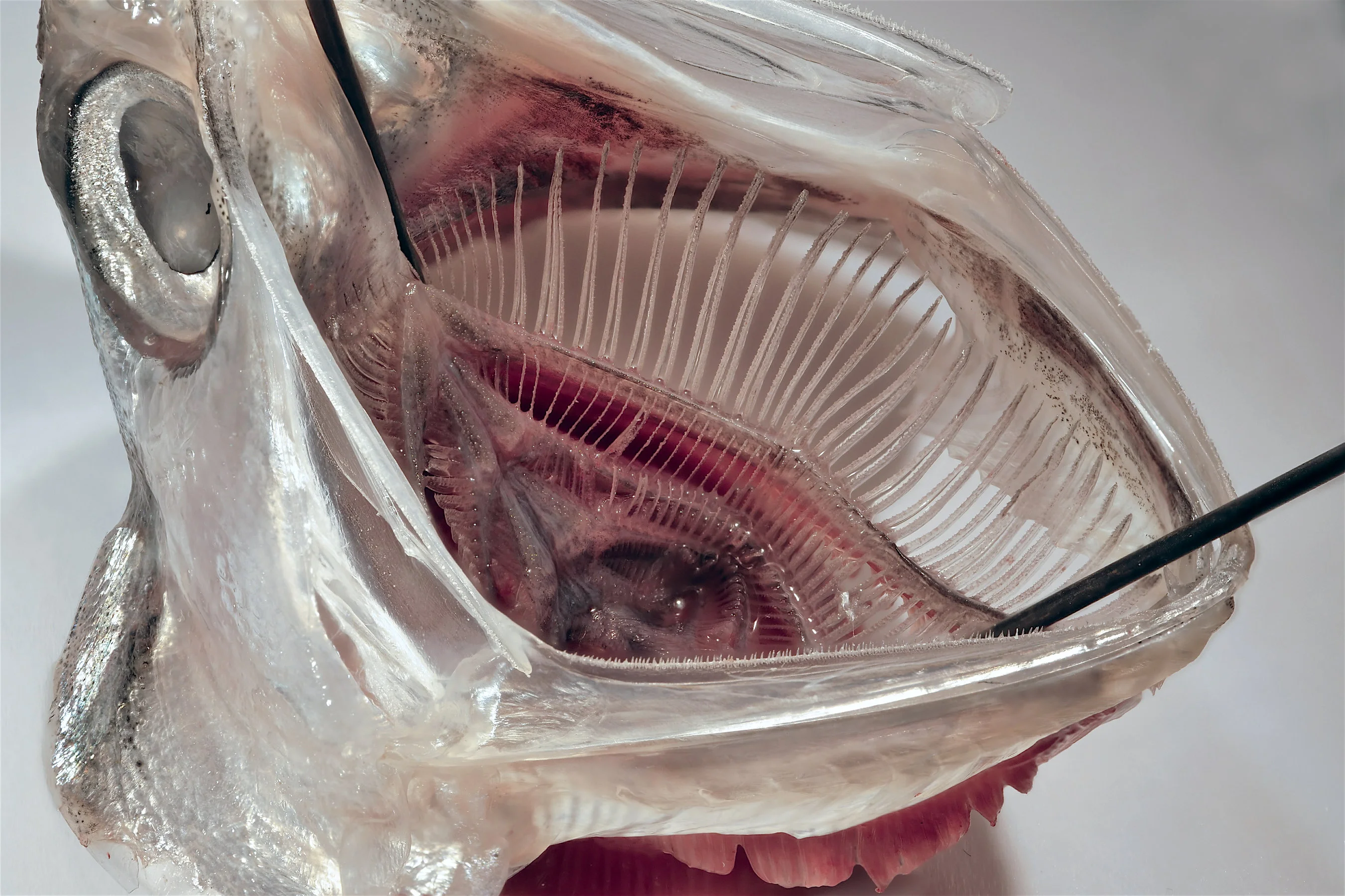 Im Inneren des Mauls dieser Sardelle