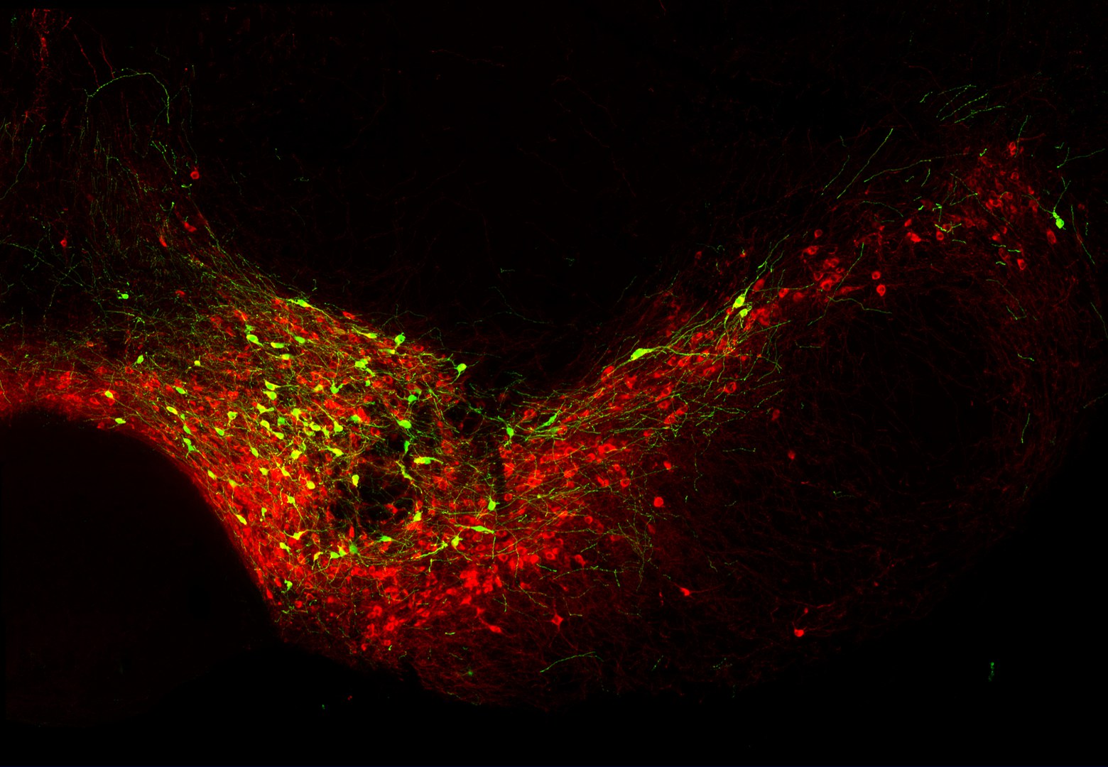 Dopaminerge Neurone im Mittelhirn einer Maus (rot):