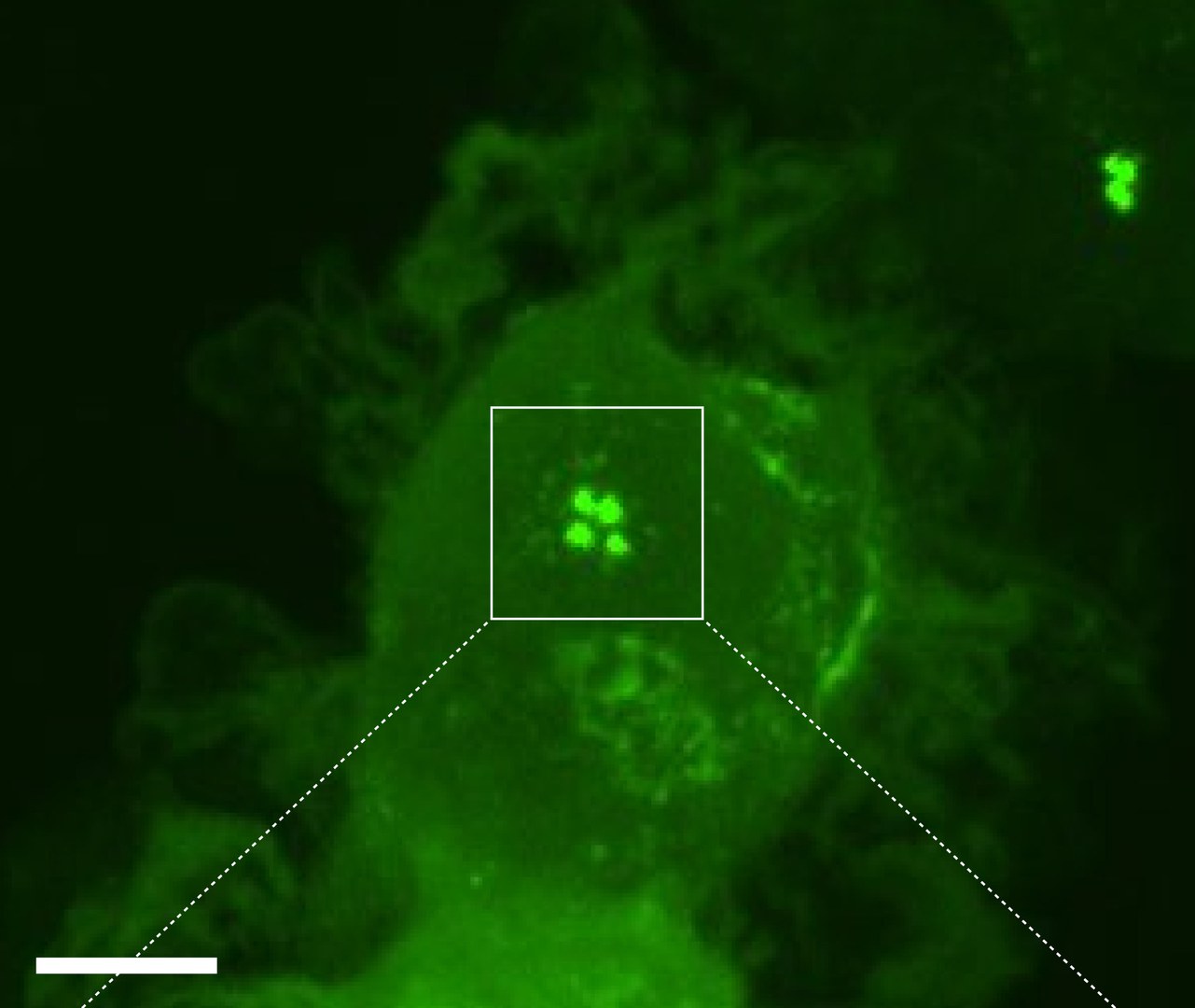 Dendritische Zelle, in der sich nach Kontakt zu einem Antigen zwei Zentrosomen mit vier sogenannten Zentriolen (grüne Punkte) gebildet haben.