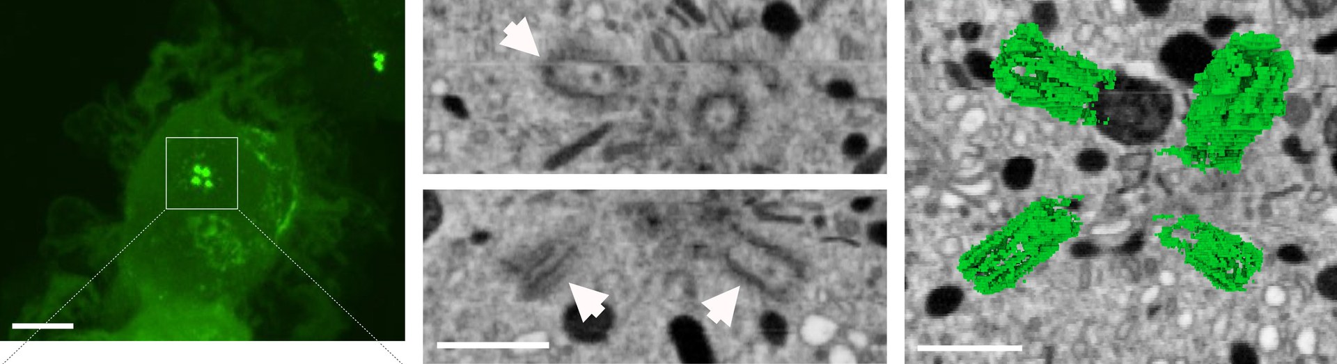 Das Bild zeigt eine dendritische Zelle, in der sich nach Kontakt zu einem Antigen zwei Zentrosomen mit vier sogenannten Zentriolen (grüne Punkte links; rechts daneben weiter vergrößert) gebildet haben.