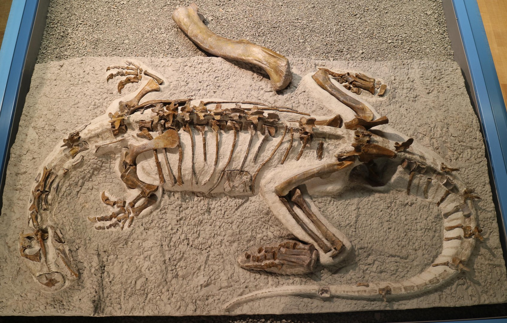 Montiertes Skelett des Plateosaurus „Fabian“