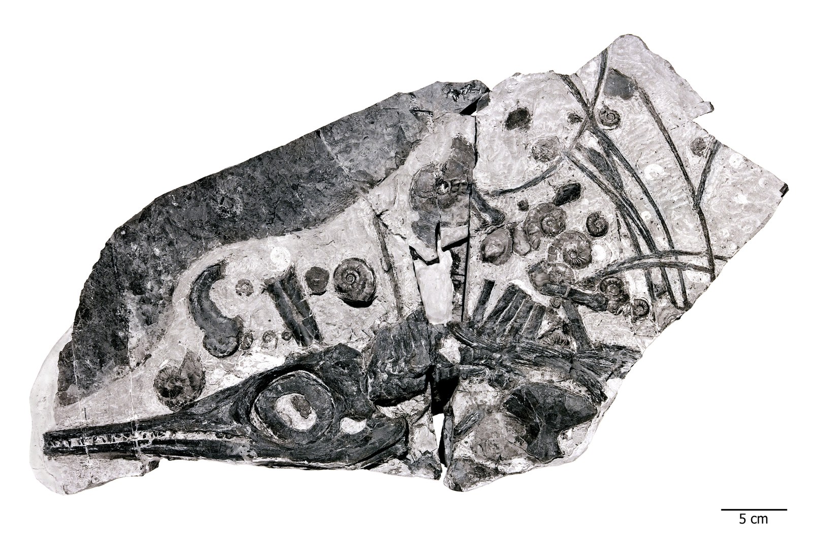Ein Ichthyosaurier-Fossil, umgeben von Ammonitenschalen