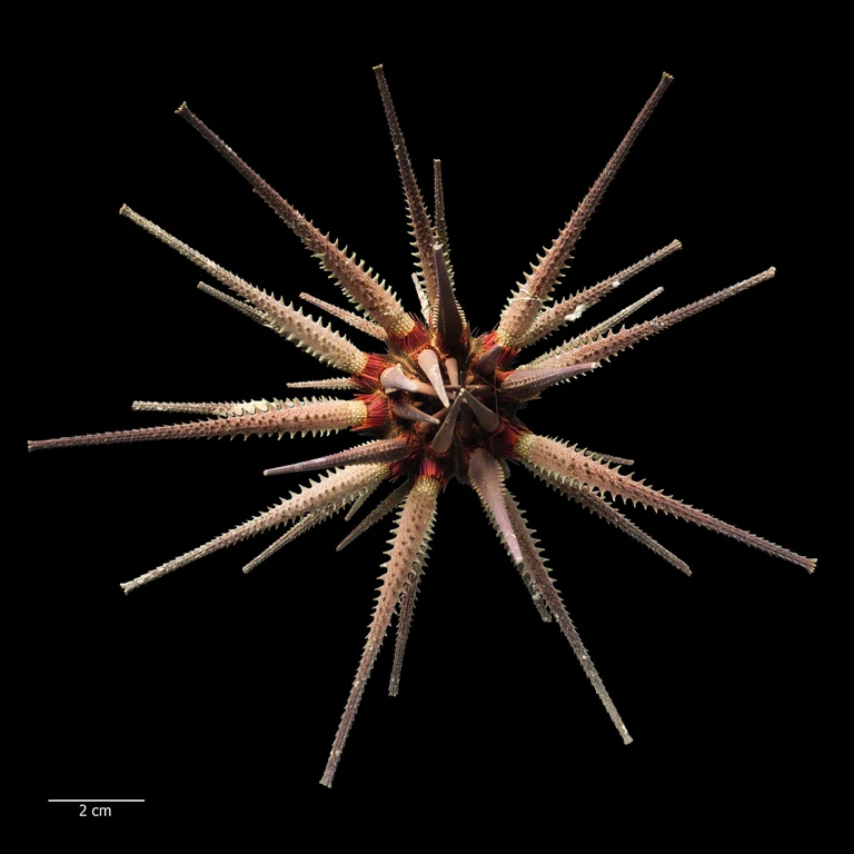 Prionocidaris callista: