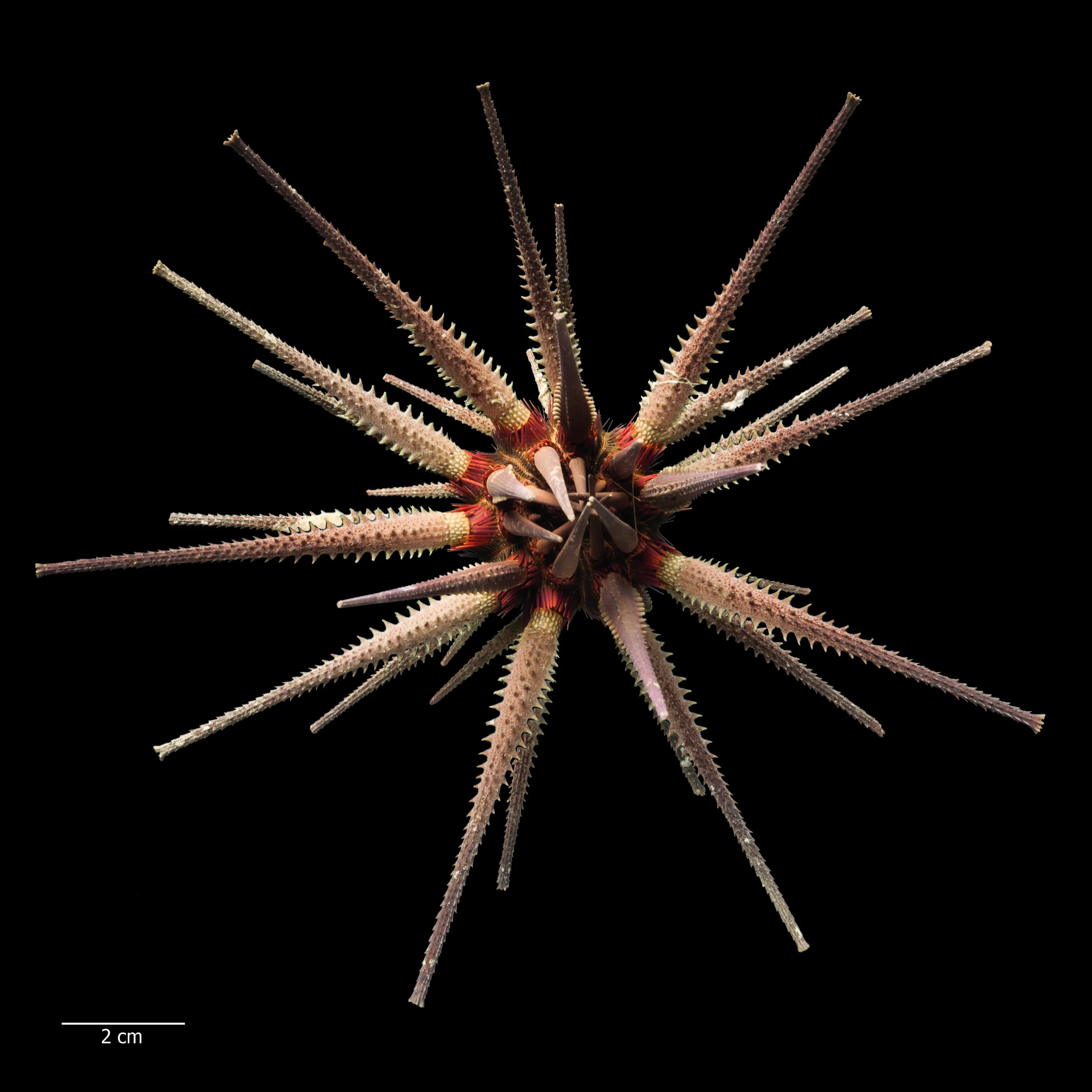 Prionocidaris callista: