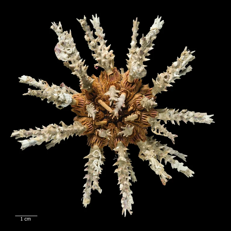 Goniocidaris tubaria: