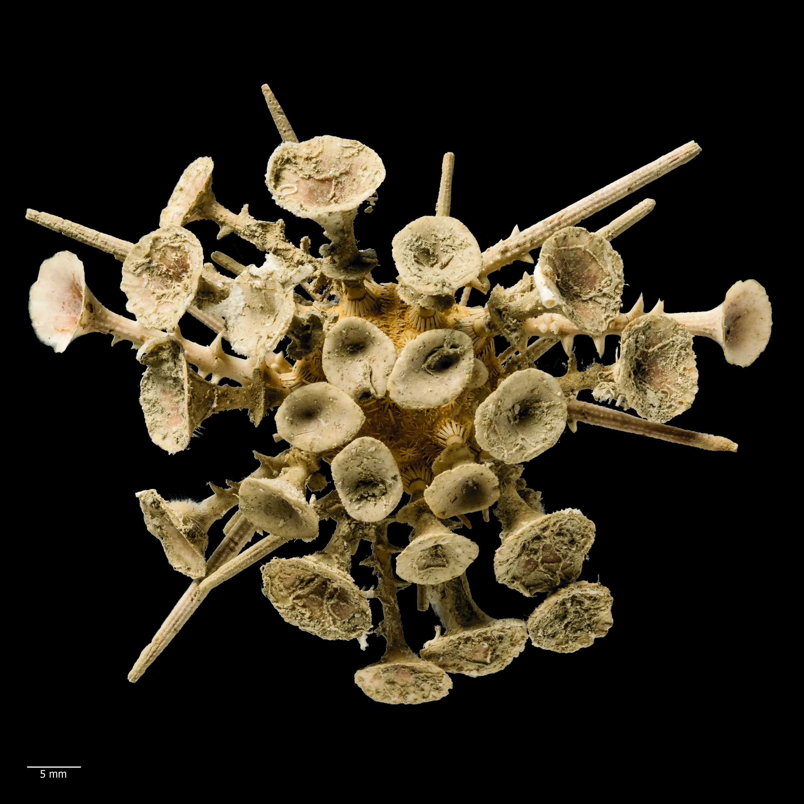 Goniocidaris (Aspidocidaris) clypeata: