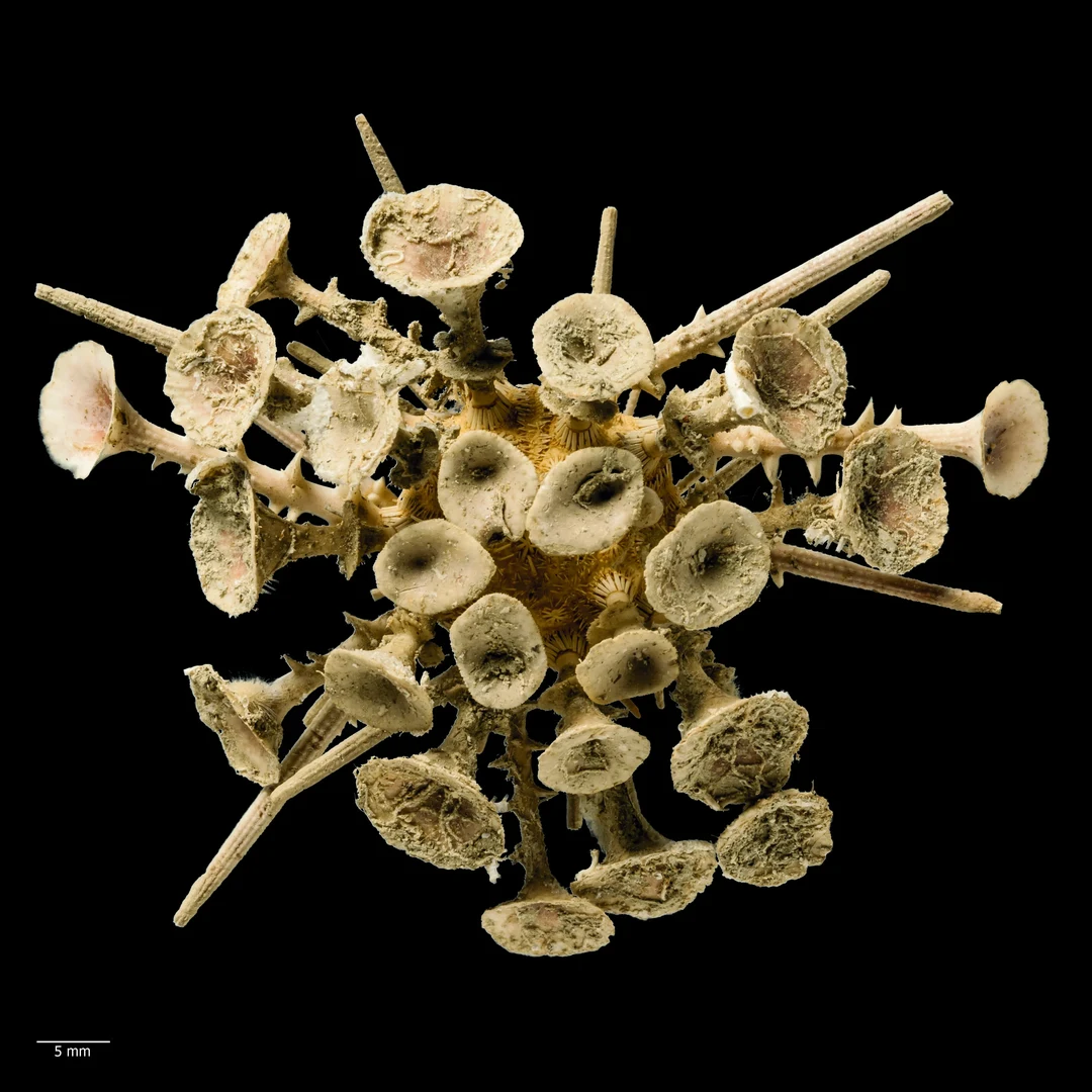 Goniocidaris (Aspidocidaris) clypeata: