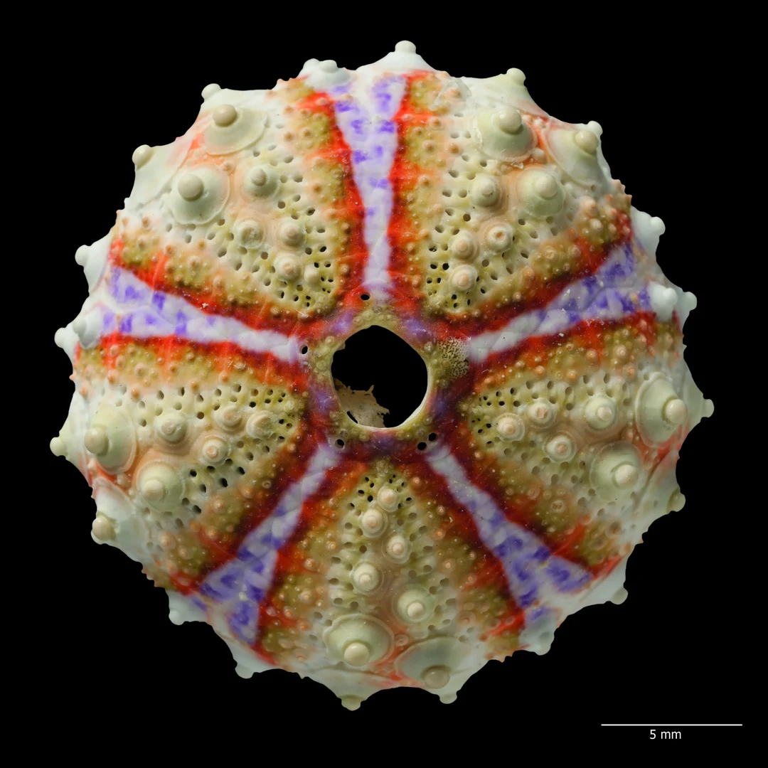 Coelopleurus exquisitus: