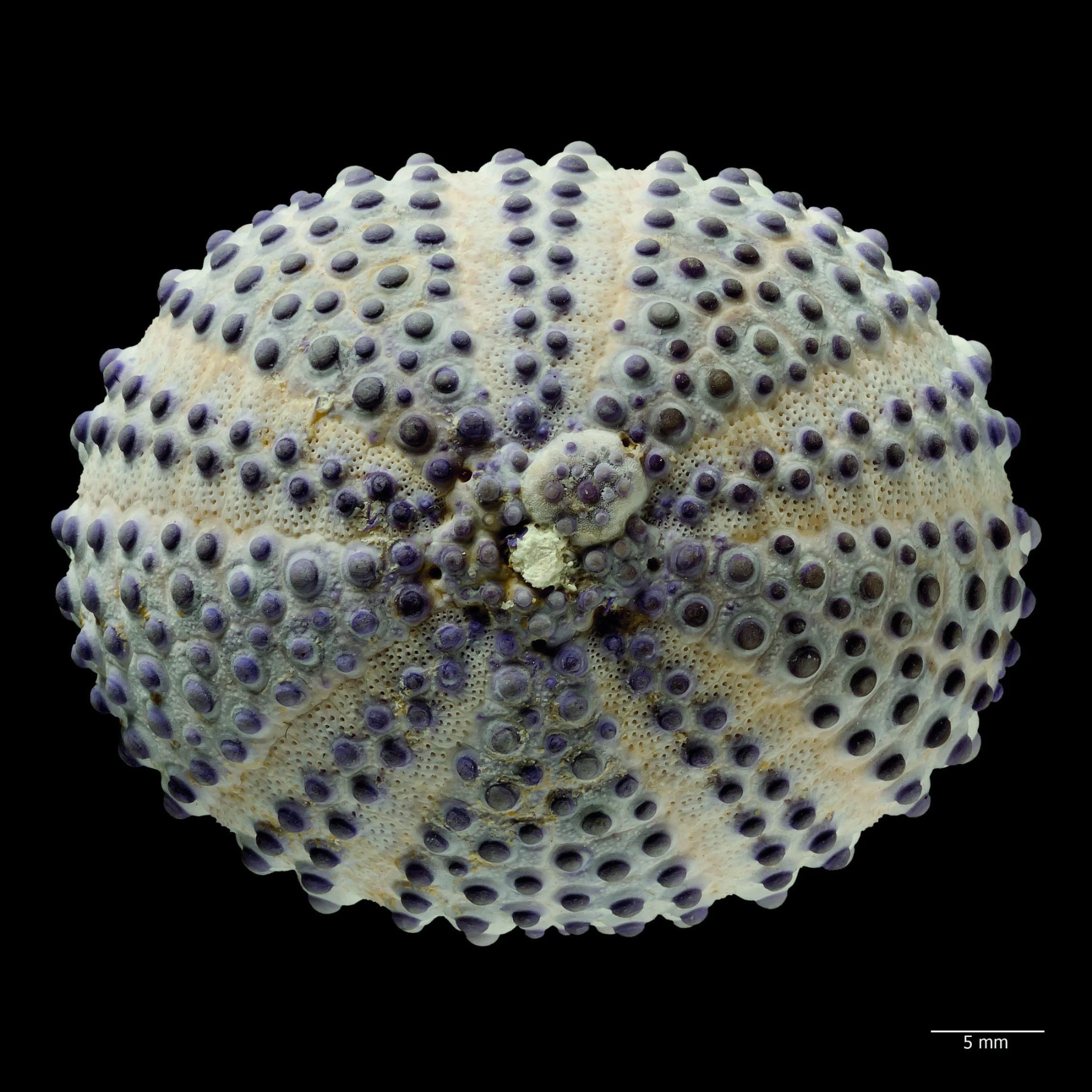 Colobocentrotus (Podophora) atratus: