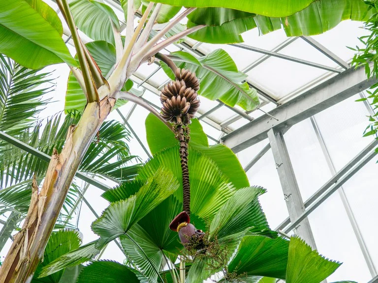 Bananen im Mittelmeerhaus