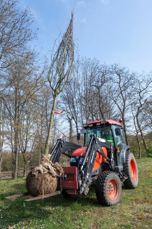 Ein Baum wird zu seinem neuen Standort transportiert. Foto: Barbara Frommann/Uni Bonn