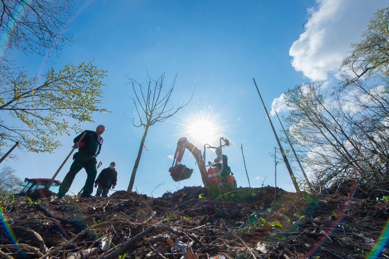 Mitarbeiter der Grünpflege pflanzen neuen Bäume auf dem Hochschulsportgelände. Foto: Barbara Frommann/Uni Bonn