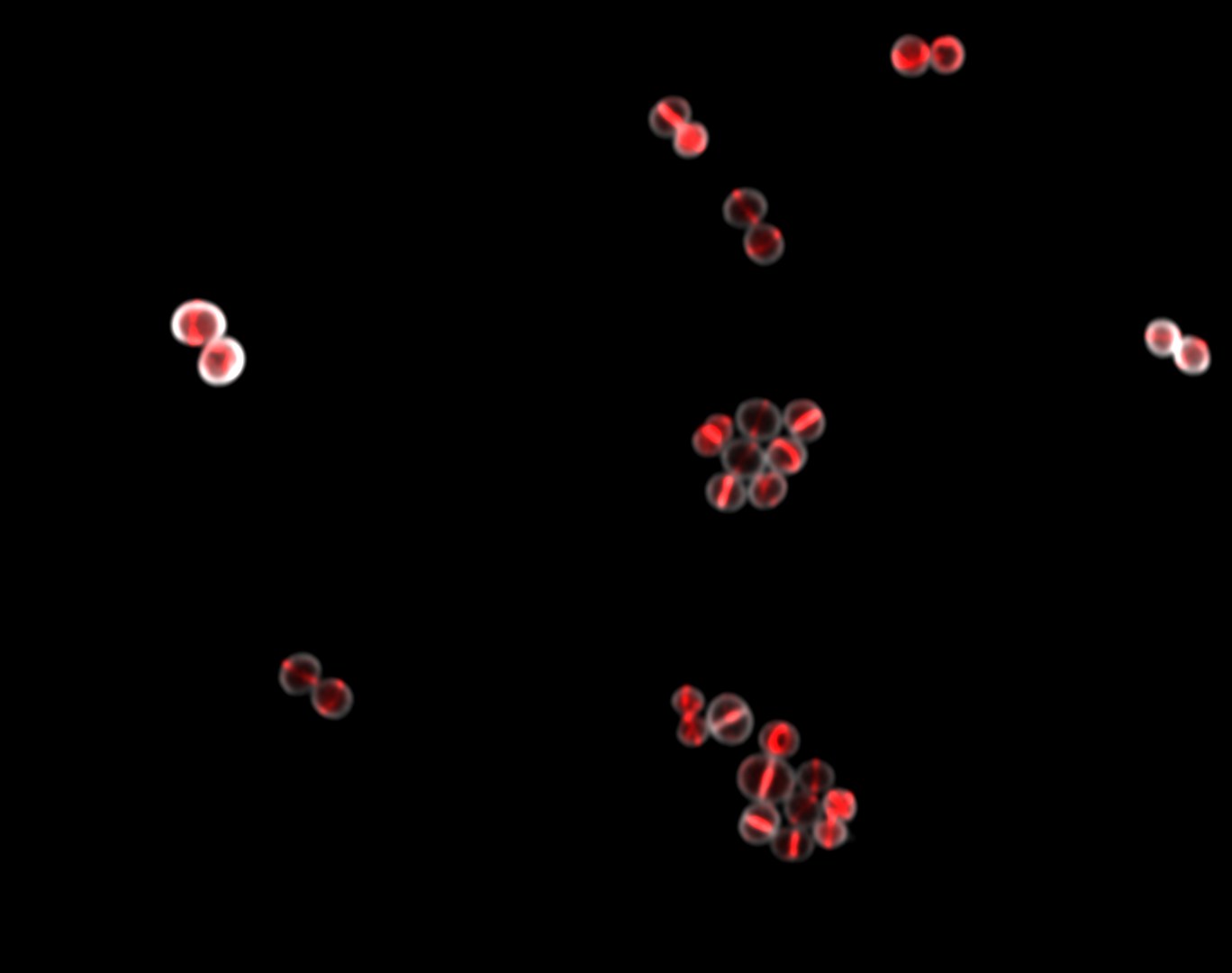 Bakterium Staphylococcus aureus unter dem Mikroskop: Rot fluoreszierendes Zellteilungsprotein FtsZ baut sogenannten Z-Ring in der Mitte der Zelle auf.